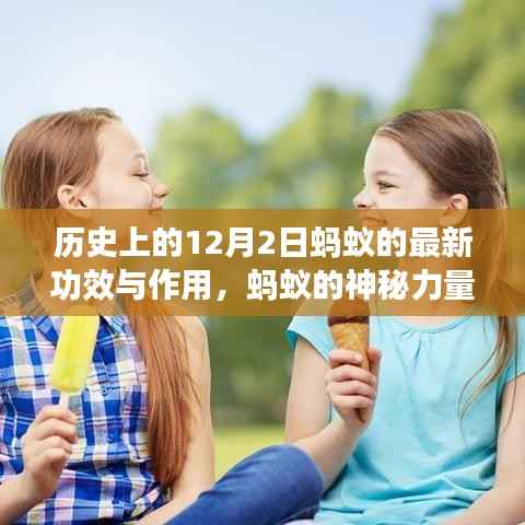 蚂蚁的神秘力量与温馨故事，12月2日的历史新功效与作用揭秘，友谊与陪伴的力量