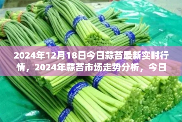 2024年蒜苔行情深度解读,最新实时行情与市场走势分析