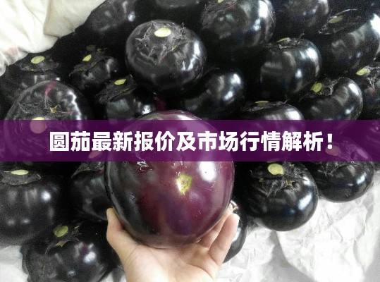 圆茄最新报价及市场行情解析!