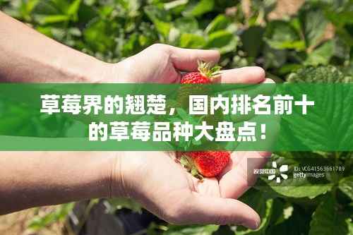 草莓界的翘楚,国内排名前十的草莓品种大盘点!