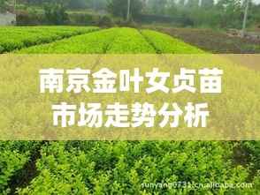 南京金叶女贞苗市场走势分析